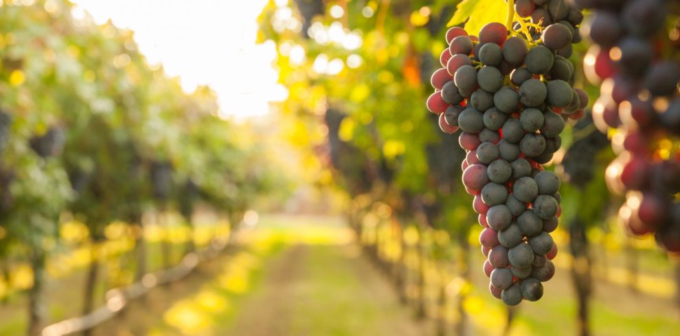 wine