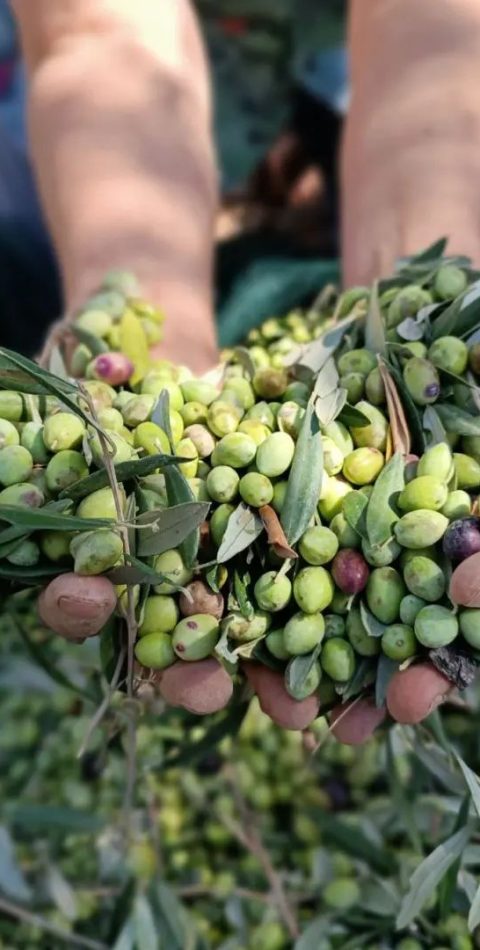 olive-oil-tasting